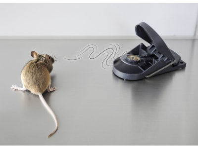 SWISSINNO Mausefalle "SuperCat" 2 St., 70977