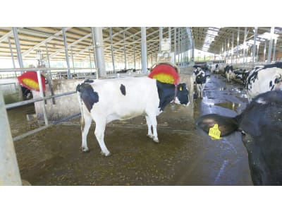 Suevia Kuhbürste "Easycleaner" 830 x 960 x 780 mm, Borstenbesatz hochfester Spezial-Kunststoff, rot/gelb, für Kühe, 130.5011