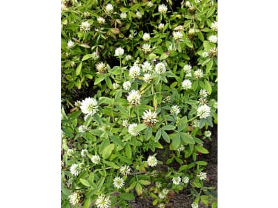 Planterra Ackerfuttermischung AFU 3120 überjährig Bio 20 kg Sack Planterra Ackerfuttermischung AFU 3120 überjährig Bio 20 kg Sack