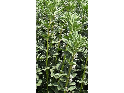 Winterackerbohne Nebraska Bio     