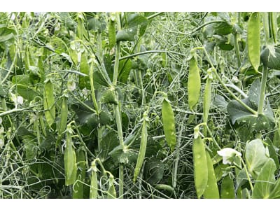 Planterra ZWFH 4011 Zwischenfrucht Erbsen-Wicken-Gemenge 20 kg Sack Planterra ZWFH 4011 Zwischenfrucht Erbsen-Wicken-Gemenge 20 kg Sack