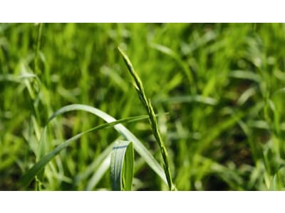 Planterra Ackerfuttermischung AFU 3020 überjährig 20 kg Sack Planterra Ackerfuttermischung AFU 3020 überjährig 20 kg Sack