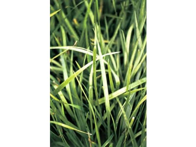 Planterra Dauerweide Saatgut DWA 1120 Bio 20 kg Sack Planterra Dauerweide Saatgut DWA 1120 Bio 20 kg Sack