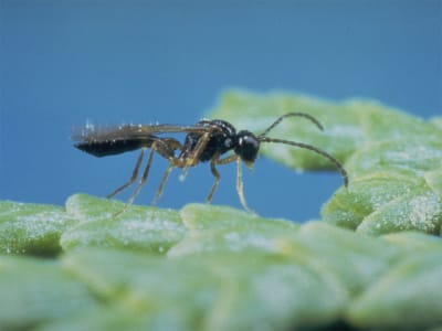 KOPPERT Aphiscout   250 Schlupfwespen