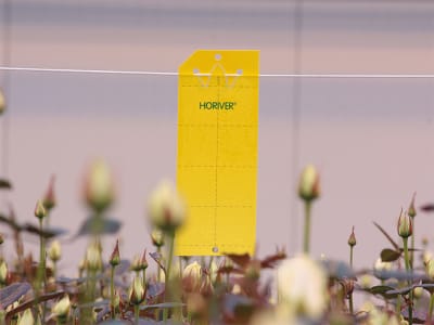 KOPPERT Horiver gelbe Leimtafel Karton KOPPERT Horiver gelbe Leimtafel Karton