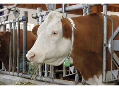 KERBL Gewicht für Halsmarkierungsbänder bis 40 mm Breite, 500 g, 20810 KERBL Gewicht für Halsmarkierungsbänder bis 40 mm Breite, 500 g, 20810