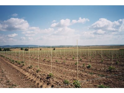 Vinotto® Pflanzstab    7,0 mm