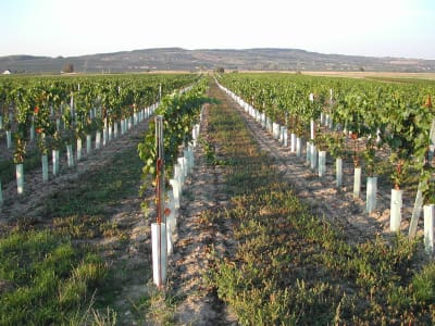 WitaPlant MV® Rebschutzsäule 60 cm WitaPlant MV® Rebschutzsäule 60 cm