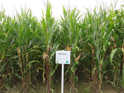 Mais-Saatgut Planterra PM Paolo (ca. S240) Mais-Saatgut Planterra PM Paolo (ca. S240)