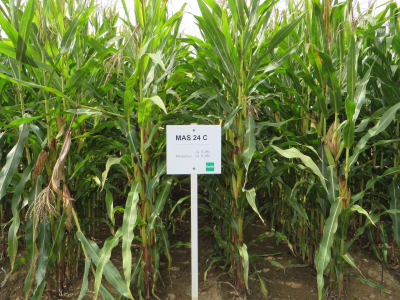 Mais-Saatgut MAS 24.C (S280 K260) Mais-Saatgut MAS 24.C (S280 K260)