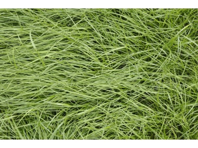 Planterra Nachsaatmischung NIN 2015 20 kg Sack Planterra Nachsaatmischung NIN 2015 20 kg Sack