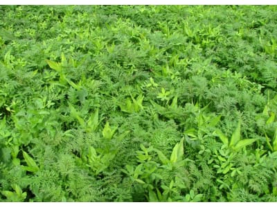 Planterra ZWH 4022 Mais-Meister Zwischenfrucht  600 kg BigBag