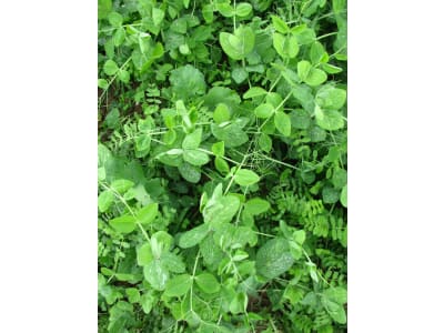 Planterra ZWFH 4011 Zwischenfrucht Erbsen-Wicken-Gemenge 20 kg Sack Planterra ZWFH 4011 Zwischenfrucht Erbsen-Wicken-Gemenge 20 kg Sack
