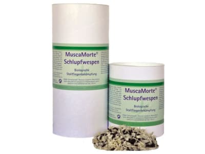 MuscaMorte Schlupfwespen MuscaMorte Schlupfwespen