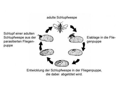 MuscaMorte Schlupfwespen  für 100 m² Stallfläche