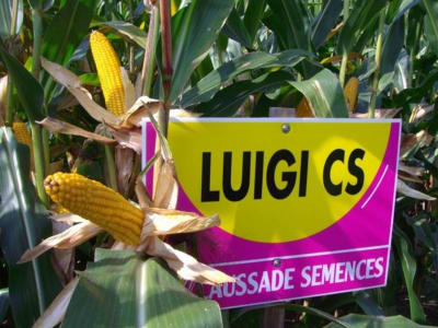 Mais-Saatgut Lidea LUIGI CS    (ca. S 250; K 240) Mais-Saatgut Lidea LUIGI CS    (ca. S 250; K 240)