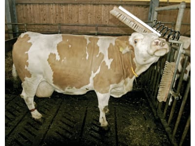 KERBL Kratzbürste "Texas" Bürste 500 x 100 mm, für Rinder, Kälber, Pferde uvm., 29310
