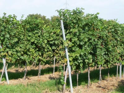 Vinotto® Pflanzstab    7,0 mm