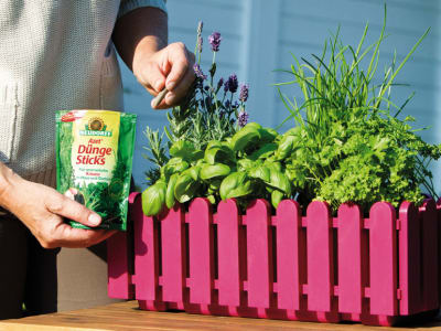 NEUDORFF Azet DüngeSticks für Kräuter NPK 8+2+5 haltige Stäbchen, einfach in die Erde stecken 40 St. Beutel Sticks NEUDORFF Azet DüngeSticks für Kräuter NPK 8+2+5 haltige Stäbchen, einfach in die Erde stecken 40 St. Beutel Sticks