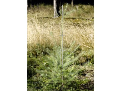 PlantaGard® Stachelbaum mit 8 Stacheletagen