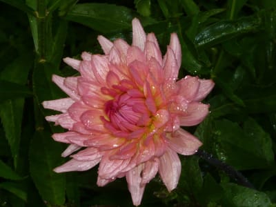 Klasmann-Deilmann Florabella® Blumenerde 70 l  Anzuchterde