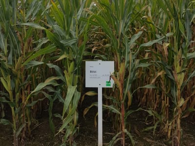 Mais-Saatgut Syngenta Bilizi (ca. S250 ca. K250) Mais-Saatgut Syngenta Bilizi (ca. S250 ca. K250)