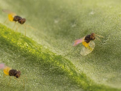 KOPPERT En-Strip   3.000 Encarsia formosa Puppen