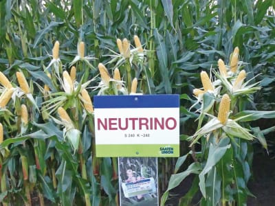 Mais-Saatgut Saaten Union NEUTRINO    (S 240)