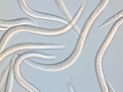 KOPPERT Capsanem   500 Mio. Steinernema carpocapsae Nematoden