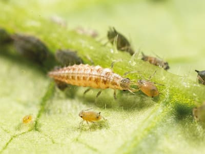 KOPPERT Chrysopa   1.000 Chrysoperla carnea Larven KOPPERT Chrysopa   1.000 Chrysoperla carnea Larven