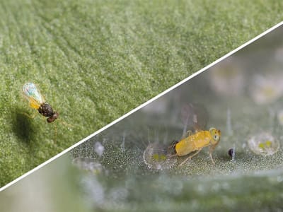 KOPPERT Enermix 1.500 Encarsia formosa + 1.500 Eretmocerus eremicus Puppen KOPPERT Enermix 1.500 Encarsia formosa + 1.500 Eretmocerus eremicus Puppen