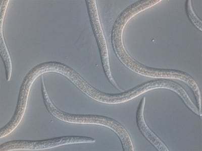 KOPPERT Entonem   2 x 250 Mio. Steinernema feltiae Nematoden