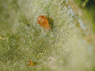 KOPPERT Spical-Plus 10.000 Neoseiulus californicus KOPPERT Spical-Plus 10.000 Neoseiulus californicus