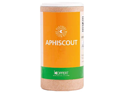 KOPPERT Aphiscout 250 Schlupfwespen KOPPERT Aphiscout 250 Schlupfwespen