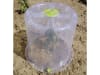 NOOR Pflanzglocke  30 cm 