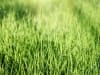 Sir Graham Dauerwiese Samen Grassamen    