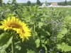 Planterra Bienenweide Saatgut BWE 8020  10 kg Sack