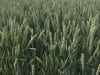 Winterweizen Saatgut Effendi ZS Bio     (E-Weizen)