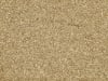 Welsches Weidelgras Meltop tetraploid ZS  20 kg Sack  