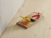 Protect Home Mausefalle Classic 2 St.   
