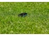 Gardena smart Sensor Messgerät  für Temperatur, Bodenfeuchte und Lichtstärke 19040-20