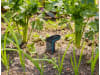 Gardena smart Sensor Messgerät  für Temperatur, Bodenfeuchte und Lichtstärke 19040-20