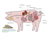 Bonimal VET LiquidAcid organischen Säure zur Ansäuerung des Tränkewassers und des Futters zur Verbesserung der Futterverwertung für Schweine und Geflügel flüssig  