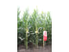 Mais-Saatgut Limagrain LG 31219    (S 220; K 220)