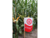 Mais-Saatgut Limagrain LG 31222    (S 210; K 210)