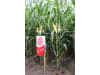 Mais-Saatgut Limagrain LG 31238    (S 230; K 220)