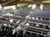 DeLaval Melkstand "MidiLine"