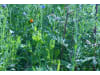 Planterra Bienenweide Saatgut BWE 8020  10 kg Sack