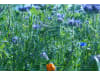 Planterra Bienenweide Saatgut BWE 8020  10 kg Sack