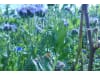 Planterra Bienenweide Saatgut BWE 8020  10 kg Sack